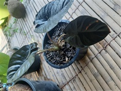 Alocasia infernalis black  สีเข้มๆเท่ๆ