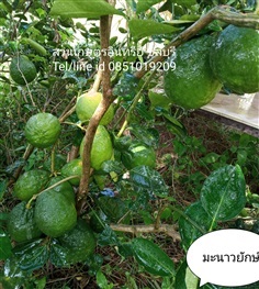 ขายต้นมะนาวยักษ์ | สวนเกษตรอินทรีย์ - พนัสนิคม ชลบุรี