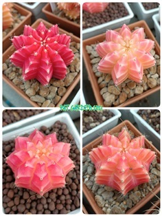 Gymnocalycium sp.f.variegata (ยิมโนด่าง)