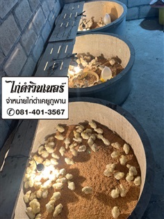 ลูกไก่ดำภูพาน | พรหมหินอ่อน - พรานกระต่าย กำแพงเพชร