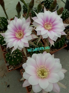 Echinopsis eroica (อิชินอปอิรอยก้า)