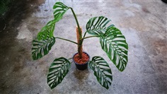 Monstera Acuminata