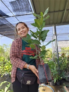 ต้นยี่หุบสวรรค์ ทาบกิ่ง ออกดอกง่าย | ป้าอรพันธุ์ไม้บ้านดงบังปราจีนบุรี - เมืองปราจีนบุรี ปราจีนบุรี