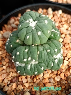 Astrophytum asterias f.cristata (แอสโตรคริส)
