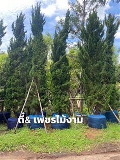 สนมังกร ตลาดต้นไม้คลอง6 สวนตี๋&เพรช | ตี๋เพรชไม้งาม  -  ปทุมธานี