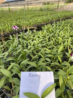 กล้วยไม้นิ้วเกรดA++(สำหรับส่งออก) | กล้วยไม้ขายส่ง Wholesale orchid by Benny - เมืองนครปฐม นครปฐม