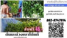 ส่งฟรีต้นมะม่วงเบา ต้นละ40 ชุด200ต้น สายพันธุ์ใต้แท้ 