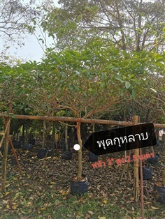 พุดกุหลาบ