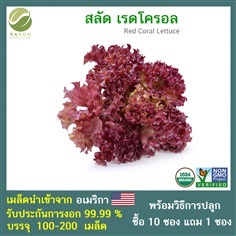 เมล็ด สลัด เรดโครอล (Red Coral Lettuce)