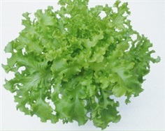 เมล็ด สลัด กรีนสลัดโบลว์ (Green Salad Bowl Lettuce)