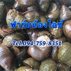 หอยขม พันธุ์หอยขม ส่งทั่วไทย