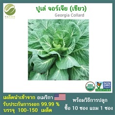 เมล็ด ปูเล่ จอร์เจีย (เขียว) (Georgia Collard)