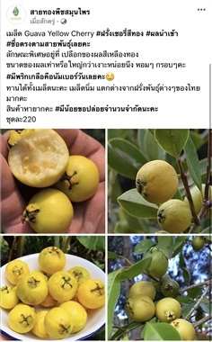 เมล็ด Guava Yellow Cherry #ฝรั่งเชอรี่สีทอง 