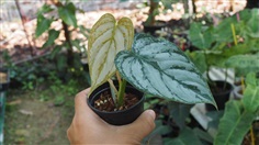 Philodendron brandtiatum