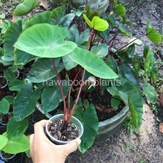 Colocasia hawaiian punch