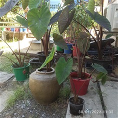 Colocasia Black Magic (บอนดำ)