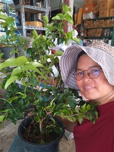 ต้นพันธุ์มะยมแดง | เมล็ดพันธุ์ดี เกษตรวิถีไทย - เมืองระยอง ระยอง