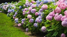 จำหน่ายต้นดอกไฮเดนเยีย Hydrangea