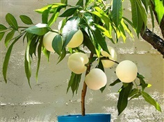 จำหน่ายต้นพีชญี่ปุ่น Japanese White peach สีขาว | แสนไชยลำปางฟาร์ม - เมืองปาน ลำปาง