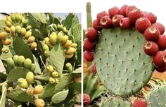 กระบองเพชทานผล Opuntia 