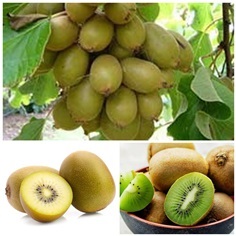 จำหน่ายต้นกีวี่ สีเขียว และ สีทอง kiwi