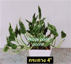 พลูห่อเงินห่อทองด่าง | Happy point - เมืองนครราชสีมา นครราชสีมา