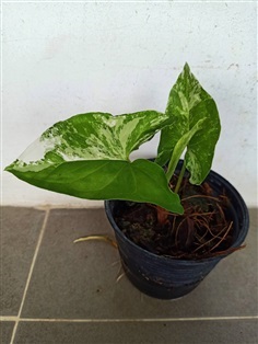 เงินไหลมาด่างขาว (Syngonium podophyllum) ไม้สะสม ไม้มงคล