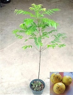 Chan khea Fruit ไม้ผลอินโดฯ | สายทองพืชสมุนไพร - บางพลี สมุทรปราการ