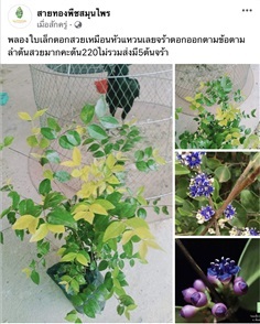 พลองใบเล็กดอกสวยเหมือนหัวแหวนเลยจร้าดอกออก | สายทองพืชสมุนไพร - บางพลี สมุทรปราการ