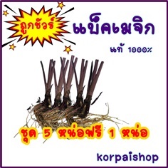 บอนดำแบ็คเมจิกชุด5ต้นแถมฟรี1ต้น | sk-organic - บางปะหัน พระนครศรีอยุธยา