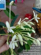 พุดบุญรักษา