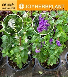 เทียนหยดม่วง เทียนหยดขาว ขายปลีก-ส่ง และ จัดหาต้นไม้ทุกชนิด