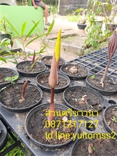 บุกกำมะหยี่  Amorphophallus Atroviridus เริ่มเป็นต้นแล้วจร้า