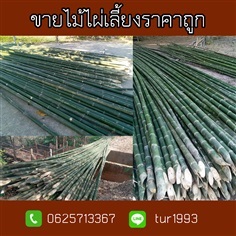 ขายลำไม้ไผ่เลี้ยงราคาถูก | พูลศิลป์การเกษตร  - ทองผาภูมิ กาญจนบุรี