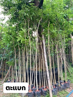 ต้นตะแบก | สวน ทับทิม การ์เด้นท์ - แก่งคอย สระบุรี