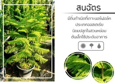 สนฉัตร | บริษัท กิมการ์เด้นโฮลดิ้ง จำกัด (สำนักงานใหญ่) - บางใหญ่ นนทบุรี