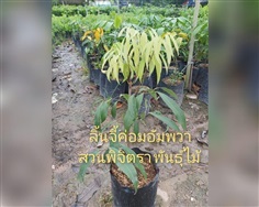 ต้นลิ้นจี่ค่อมอัมพวา | สวนพิจิตรา พันธุ์ไม้ (ปราจีนบุรี) - เมืองปราจีนบุรี ปราจีนบุรี