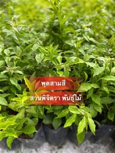 พุดสามสี