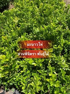 ต้นมะม่วงหาว มะนาวโห่ | สวนพิจิตรา พันธุ์ไม้ (ปราจีนบุรี) - เมืองปราจีนบุรี ปราจีนบุรี