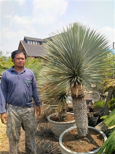 ยุคค่า (Yucca Rostrata)