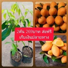 ต้นมะยงชิด ชุดละ2ต้น | เมล็ดพันธุ์การเกษตร - สีชมพู ขอนแก่น