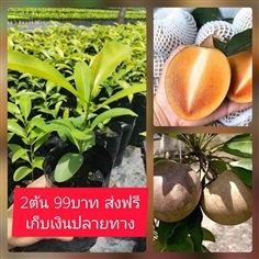 ต้นละมุดยักษ์เวียดนาม ชุดละ2ต้น | เมล็ดพันธุ์การเกษตร - สีชมพู ขอนแก่น