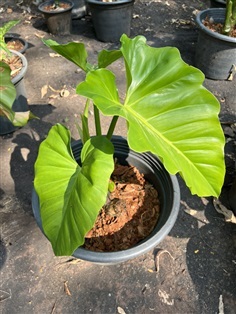 ฟิโลเดนดรอนหูช้าง Giant Philodendron ไม้ล้มลุก | Alungkarn - เมืองราชบุรี ราชบุรี