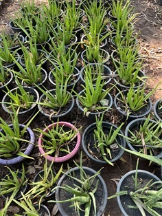 ว่านหางจระเข้ Aloe Vera plants ไม้ล้มลุก