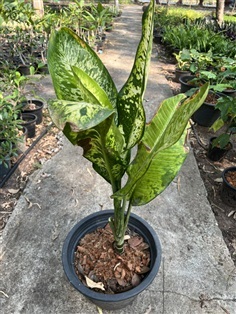 เศรษฐีวิลสันด่าง dumb cane ไม้มงคล ไม้พุ่ม