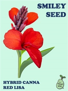 เมล็ดพุทธรักษา F1 : Red Lisa | Smiley Seed - บางเขน กรุงเทพมหานคร