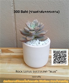 กุหลาบหิน (Rock Lotus succulent blue)