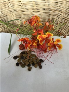 เมล็ดหางนกยูง 50 เมล็ด pride of barbados seed 