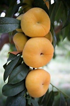 จำหน่ายต้นโดนัทพีช สีเหลือง Donut peach 