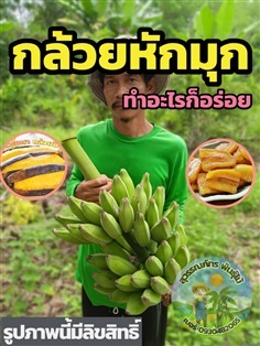 หน่อกล้วยหักมุก กล้วยหักมุก | สุวรรณภัทร พันธุ์ไม้ - แกลง ระยอง